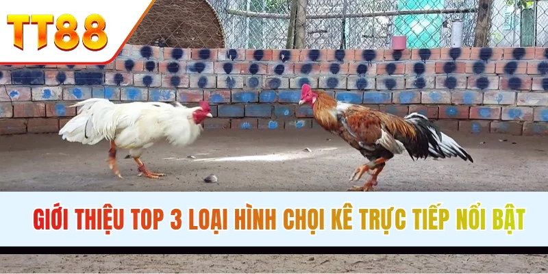 Giới thiệu top 3 loại hình chọi kê trực tiếp nổi bật