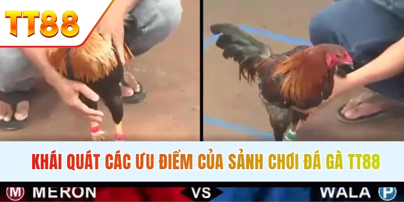Khái quát các ưu điểm của sảnh chơi đá gà TT88 hồi hộp, gay cấn chính là đặc điểm thu hút của đá gà