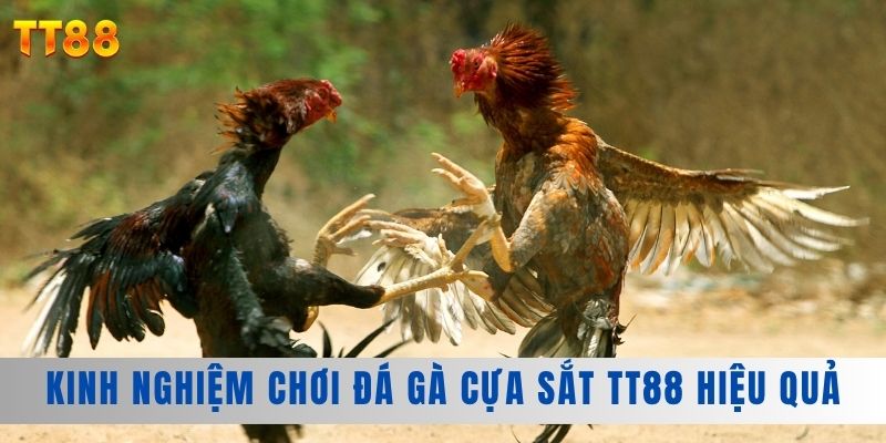 Kinh nghiệm chơi đá gà cựa sắt TT88 hiệu quả Kinh nghiệm chơi đá gà cựa sắt TT88 hiệu quả